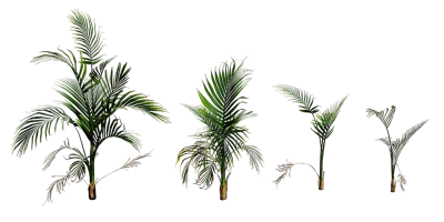 cat palm 001 — Скачать