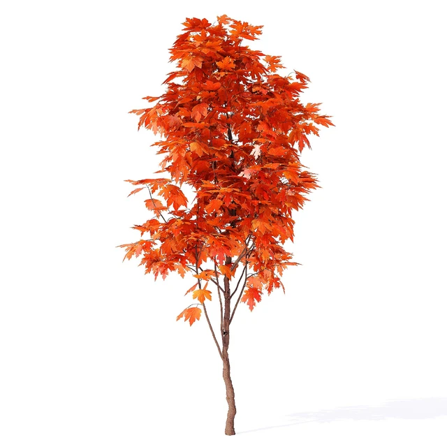 Acer campestre 02 — Descargar