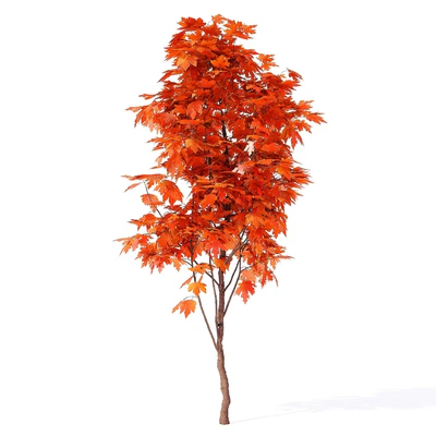 Acer campestre 02 — Ver 2