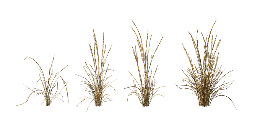 wheat 002 — Download