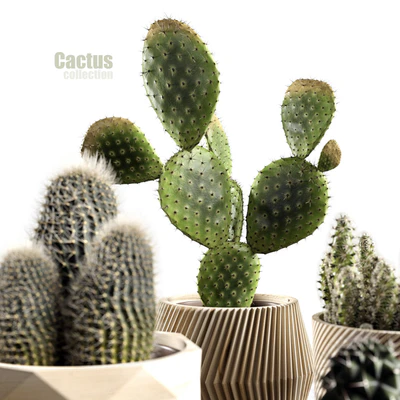 Cactus collection — Вид 2