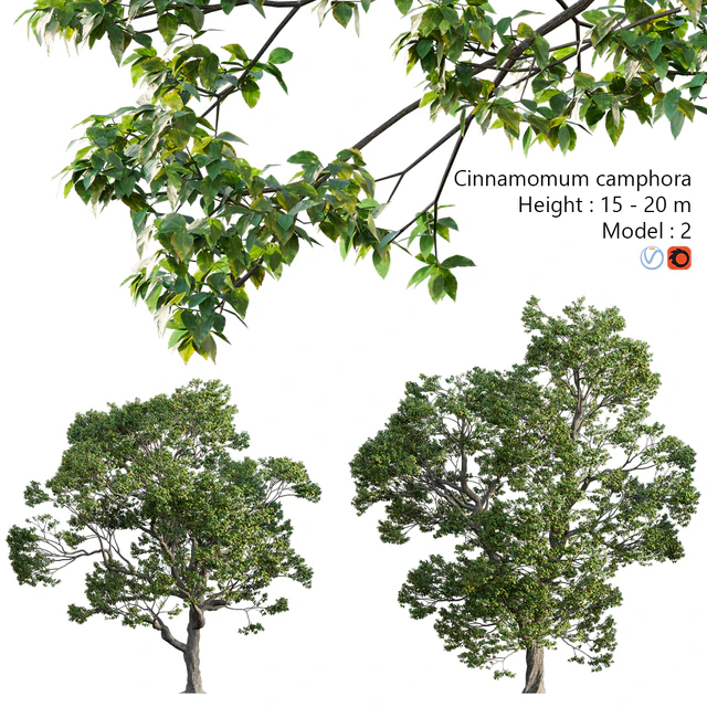 Cinnamomum camphora 02 — Descargar