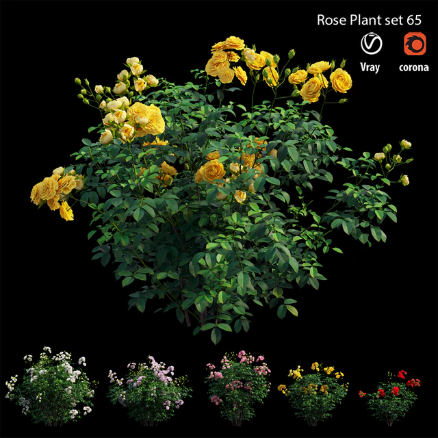Rose plant set 65 — Descargar