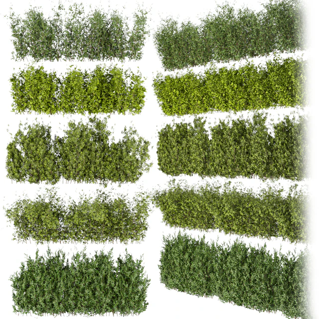 Collection plant vol 309 - bush - outdoor - leaf — Descargar