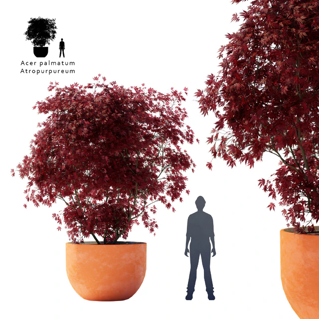 Palm maple | Acer palmatum atropurpureum — Descargar