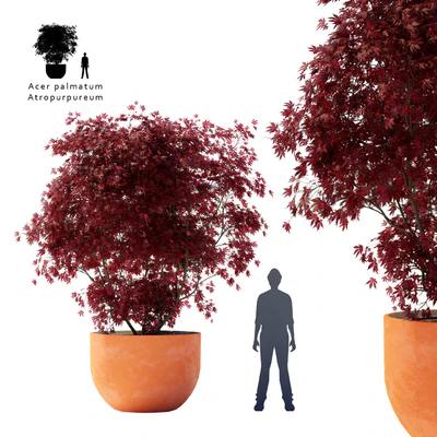 Palm maple | Acer palmatum atropurpureum — Ver 1