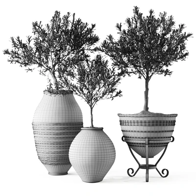 Olive European In Antique Vessels — Ver 2