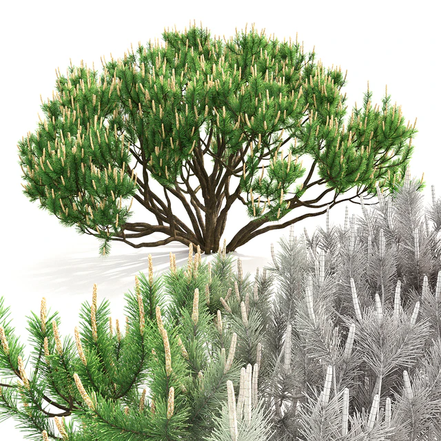 Mugo pine — Скачать