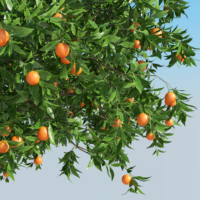 Апельсиновое дерево / Orange tree — Скачать