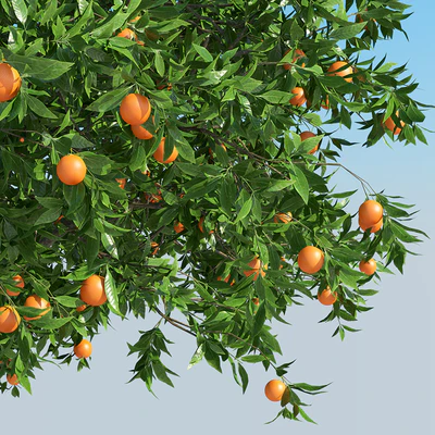 Апельсиновое дерево / Orange tree — Вид 2