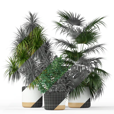 Plants collection 203 — Вид 2