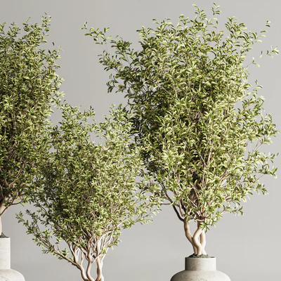 Indoor Plant Set 107 — Ver 2
