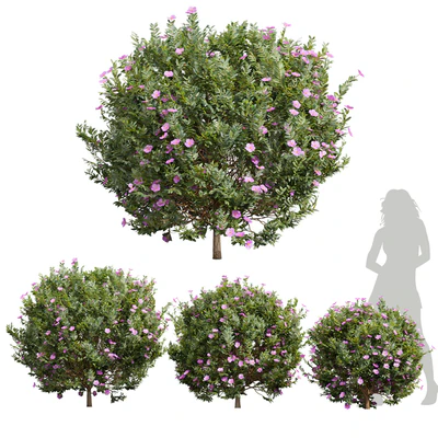 New Plant Cistus Albidus Zistrose Flower — Вид 1