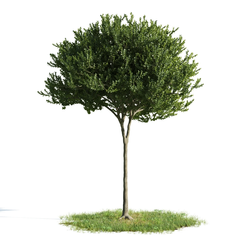 trees 045 — Descargar