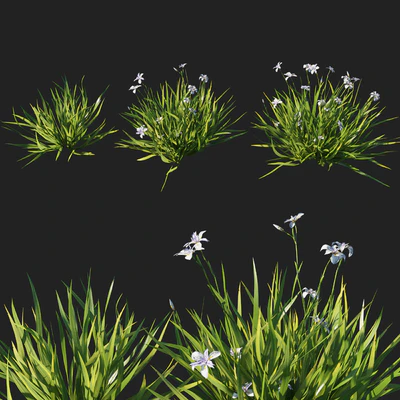 Dietes  grandiflora grass — Вид 2