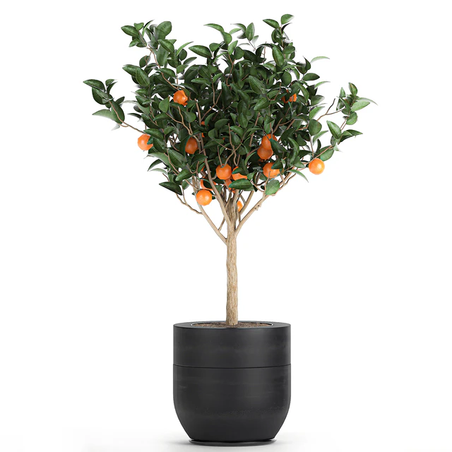 A collection of fruit orange trees in black pots Orange, outdoor flowerpot for the garden. Set 718. — Descargar
