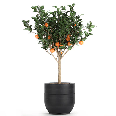 A collection of fruit orange trees in black pots Orange, outdoor flowerpot for the garden. Set 718. — Ver 2