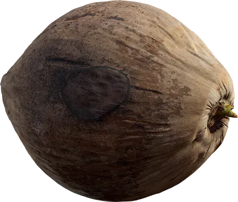 coconut 001 — Descargar