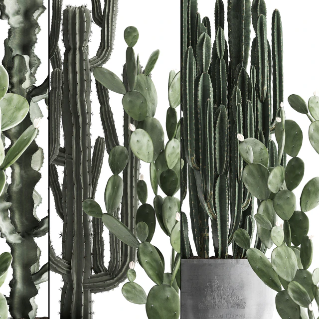 Plant Collection cactus 386. Concrete, Cereus, Opuntia, pot, flowerpot, indoor plants, Prickly pear, outdoor, desert plants, cactus — Descargar