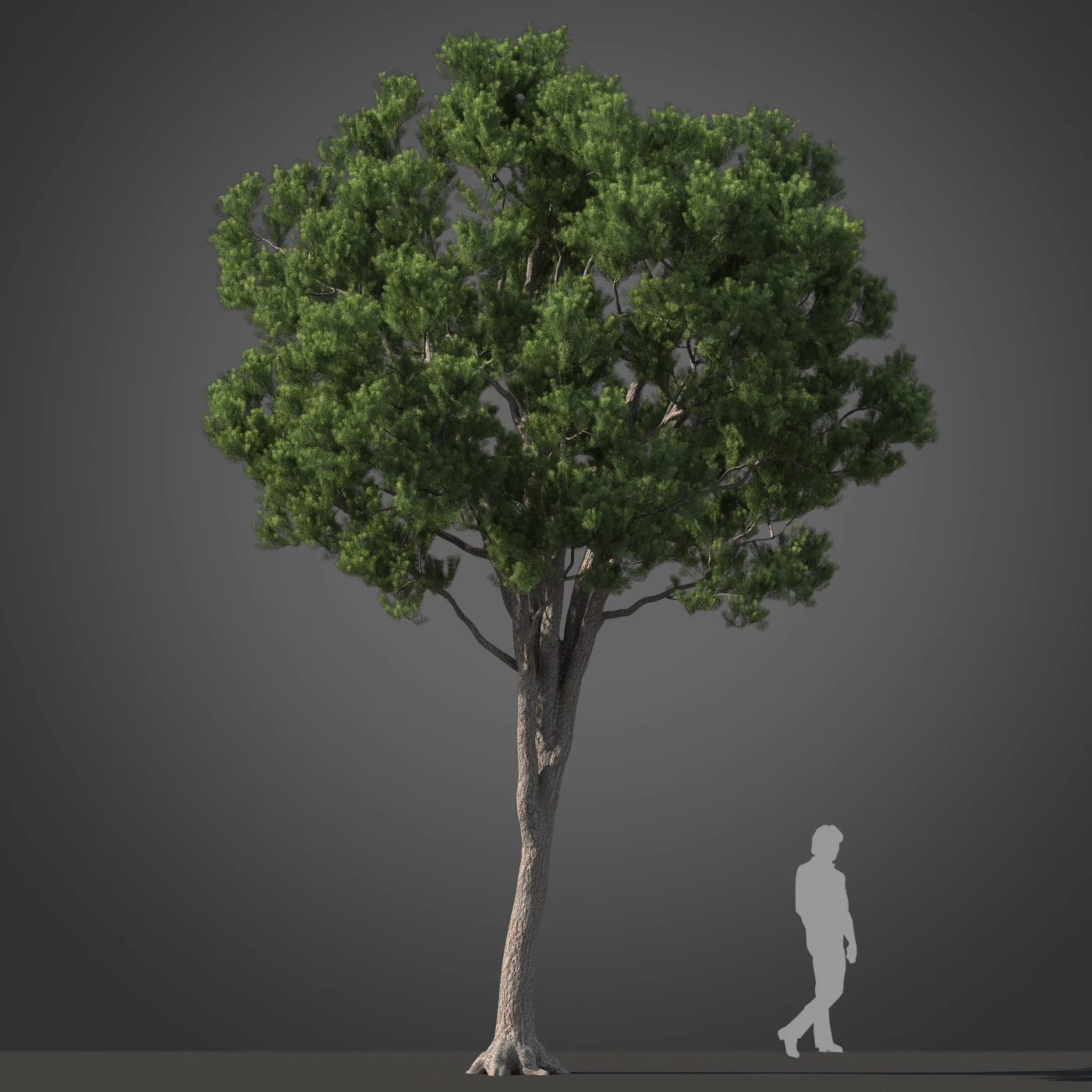subtropical trees 033 — Descargar