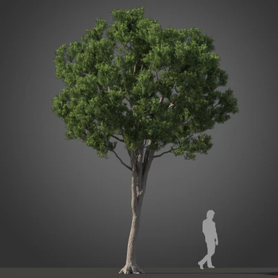 subtropical trees 033 — Descargar