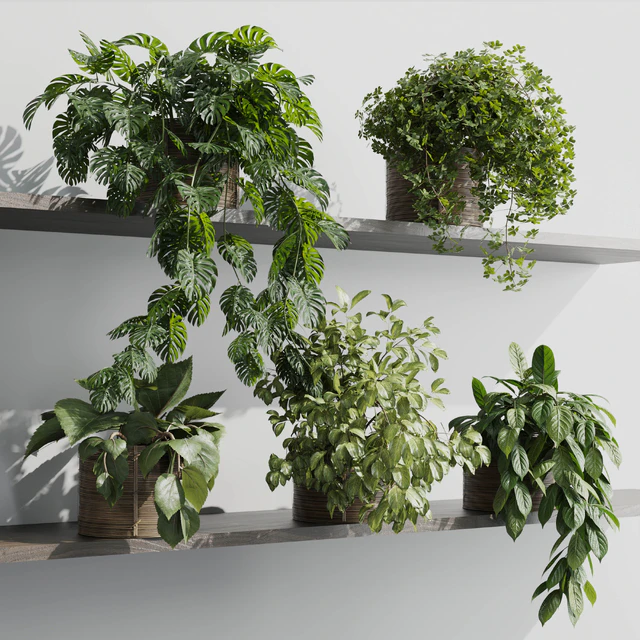 wall plant - set Indoor plant 408 plants on shelf in handmade wooden basket — Descargar