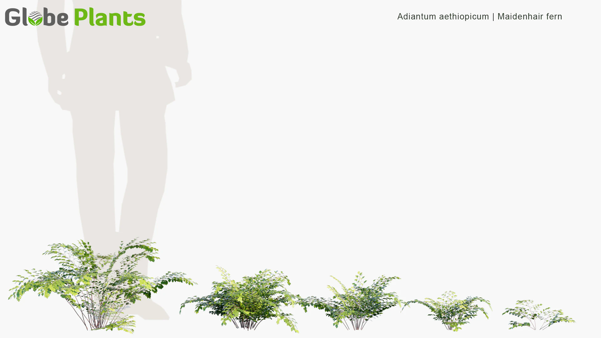 adiantum aethiopicum — Download