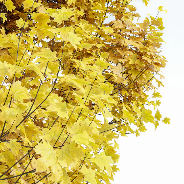 Maple Sapindaceae and Acer Saccharinum Fall trees — Скачать