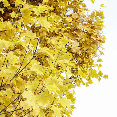 Maple Sapindaceae and Acer Saccharinum Fall trees — Вид 2