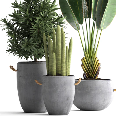 Collection of small plants in black concrete pots from Ravenala, concrete flowerpot, Cereus, cactus, oleander. Set 434. — Ver 3
