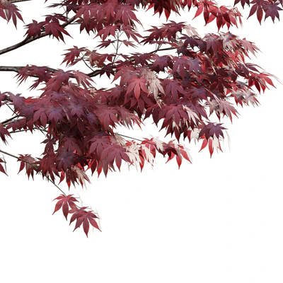 Japanese maple - Acer palmatum 01 — Вид 2