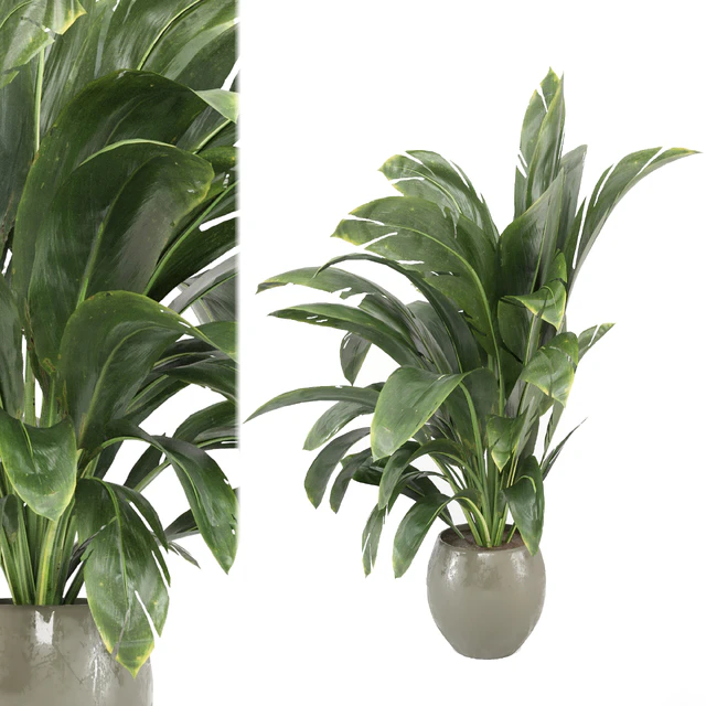 indoor Plants Collection - Set 586 — Descargar