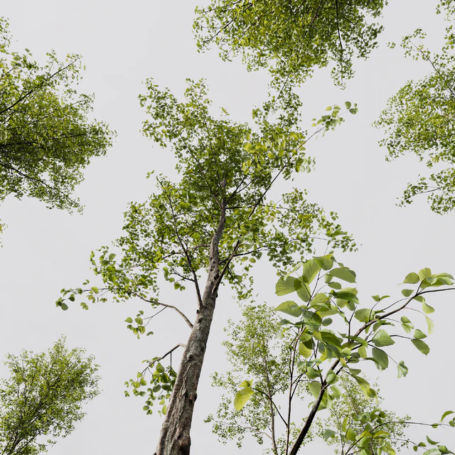 Alnus Glutinosa and Betula Pendula spring trees — Скачать