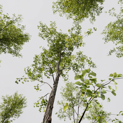 Alnus Glutinosa and Betula Pendula spring trees — Вид 2
