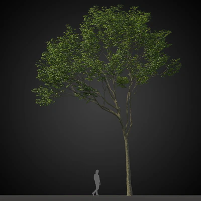 trees 018 — Descargar
