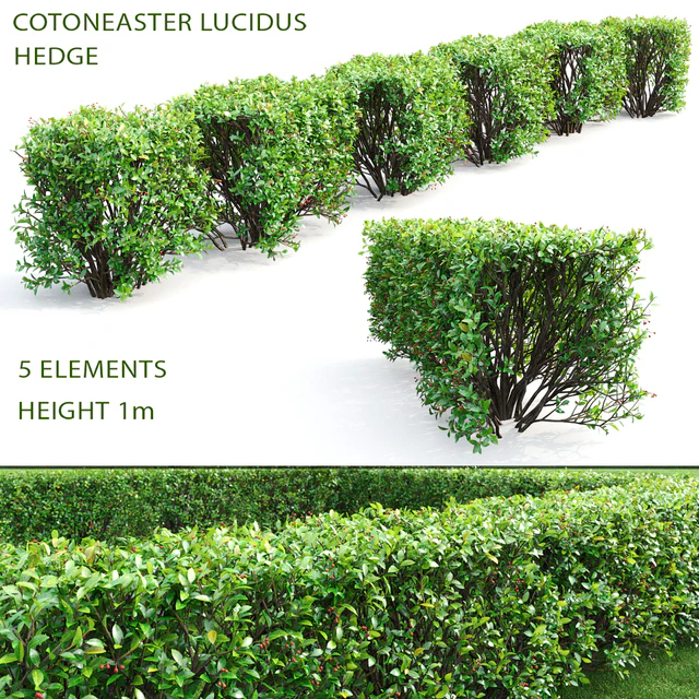 Cotoneaster shiny hedge # 4 — Descargar
