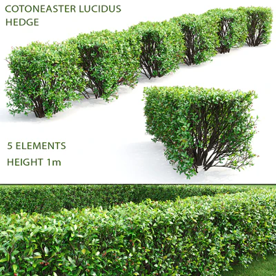 Cotoneaster shiny hedge # 4 — Ver 1