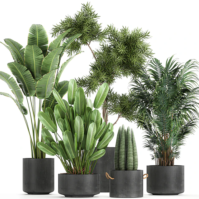 Collection of plants in concrete pots with Strelitzia, palm, Sansevieria. Set 754. — Descargar