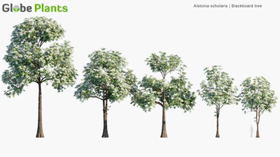 alstonia scholaris — download