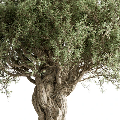 Olive Tree Set 259 — View 3