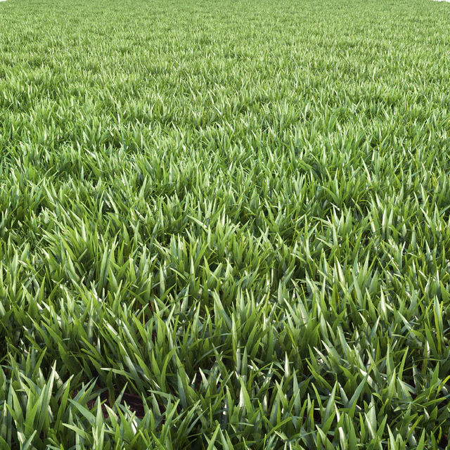 Arch grass 02 — Descargar