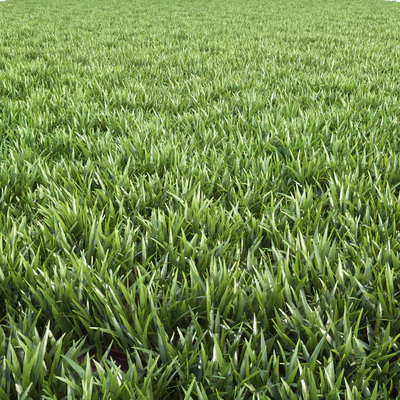 Arch grass 02 — Ver 1