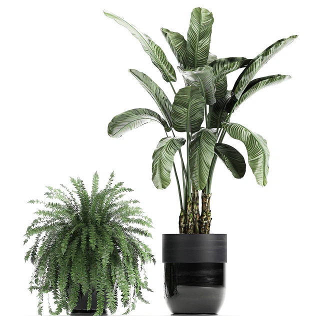 Collection of plants in black pots with Bamboo, Banana, fan palm, fern, strelitzia. Set 711 — Descargar