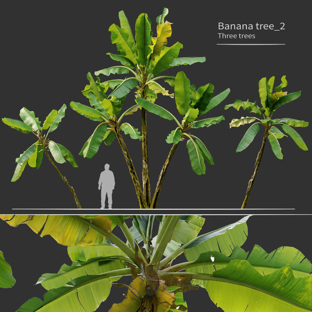 Banana tree 02 — Descargar