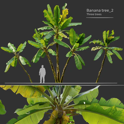 Banana tree 02 — Ver 1