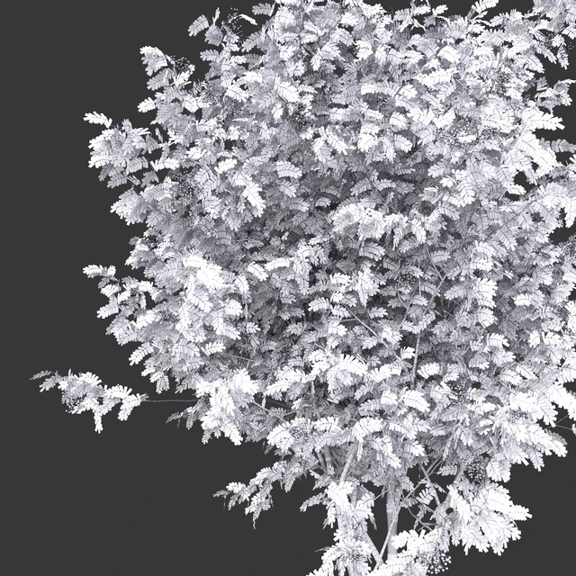 Rowan — Descargar
