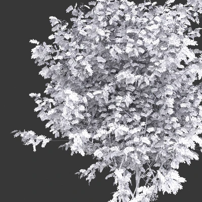 Rowan — Ver 3