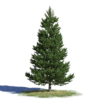 coniferous trees 009 — Descargar