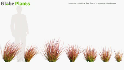 imperata cylindrica red baron — скачать