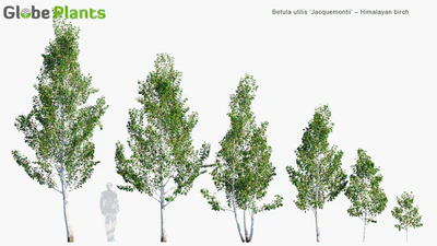 betula utilis jacquemontii — скачать